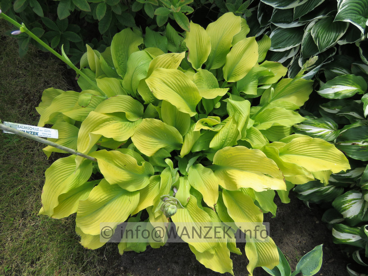 Hosta plantaginea Sun Power Sol 01.JPG